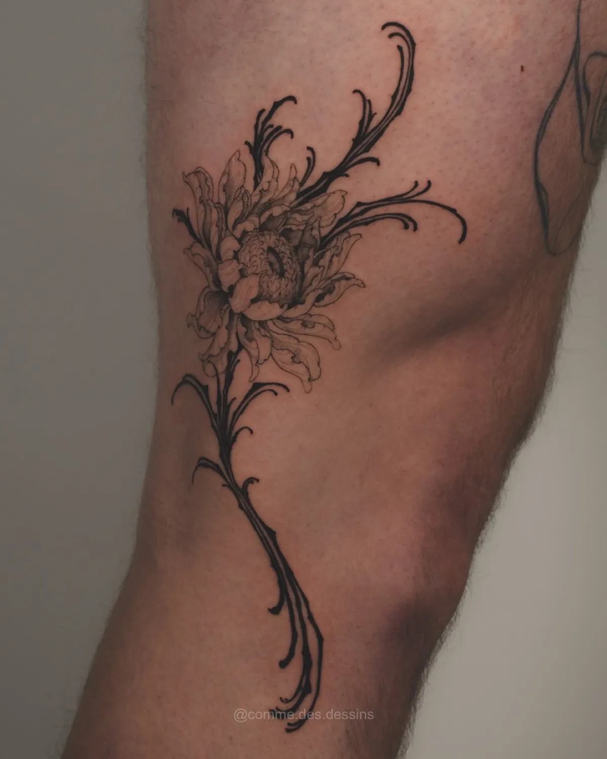 Chrysanthemum